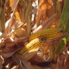 Corn