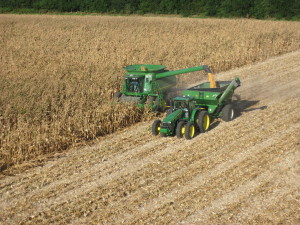Harvesting corn blown down by wind