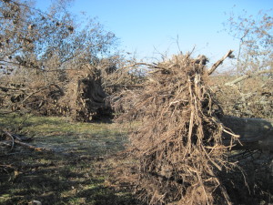 Uprooted Trees
