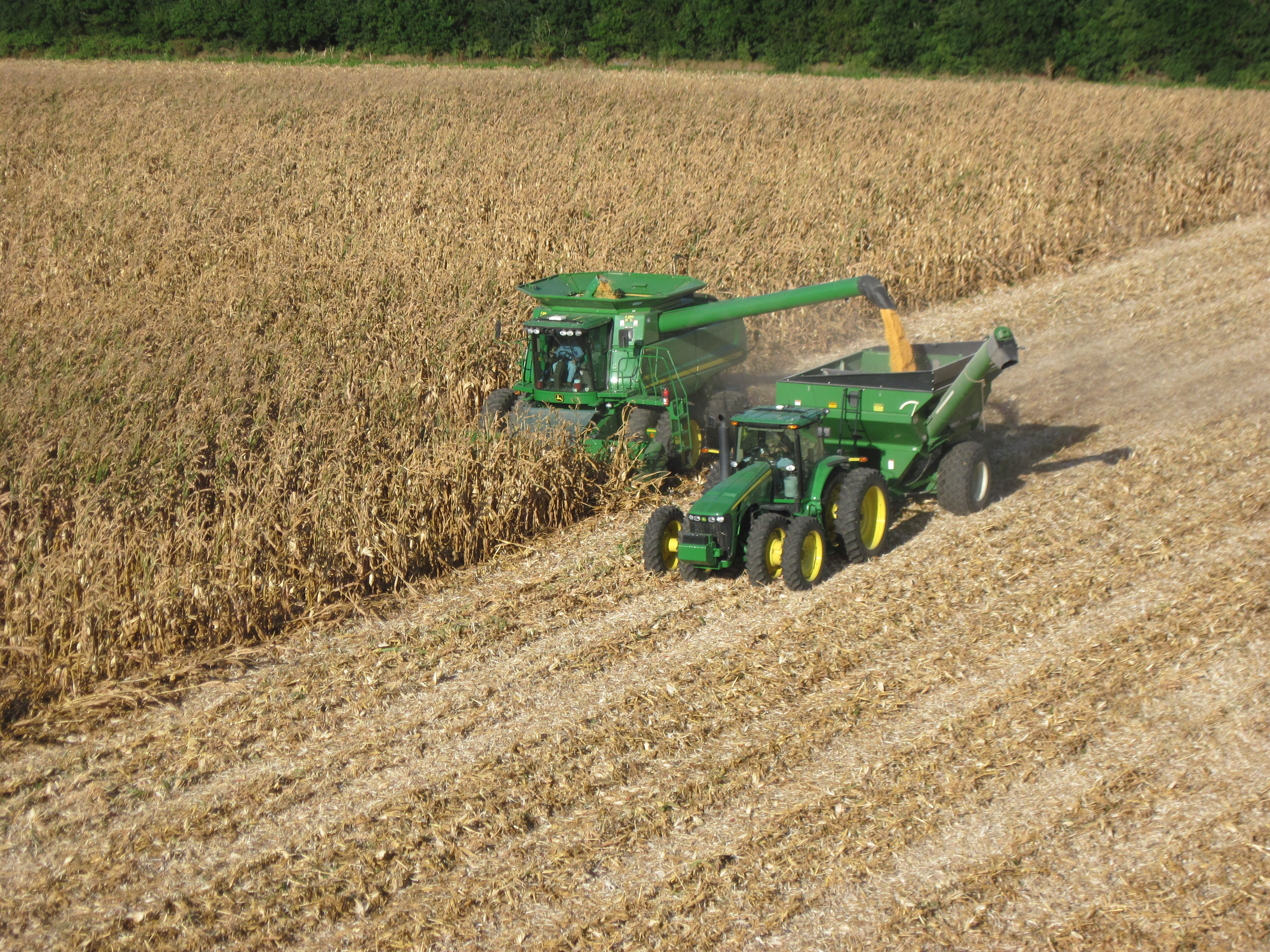 Manual Harvesting Of Corn At Hayley Savige Blog