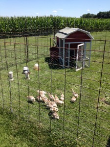 New home for the Red Bourbon Turkey flock!
