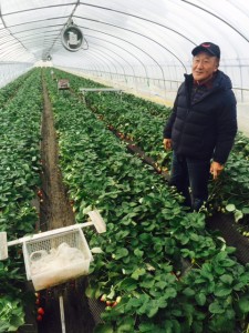 A third-generation Japanese strawberry farmer gives a tour of one the greenhouses used for production.  The strawberries are sold into the local market.  